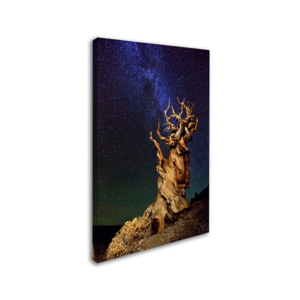 Tanja Ghirardini 'Bristlecone Pine' Canvas Art,16x24